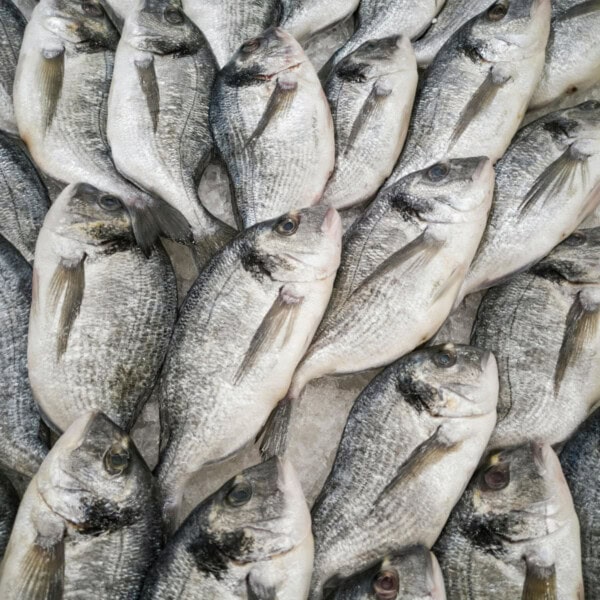 raw whole sea bream on ice.