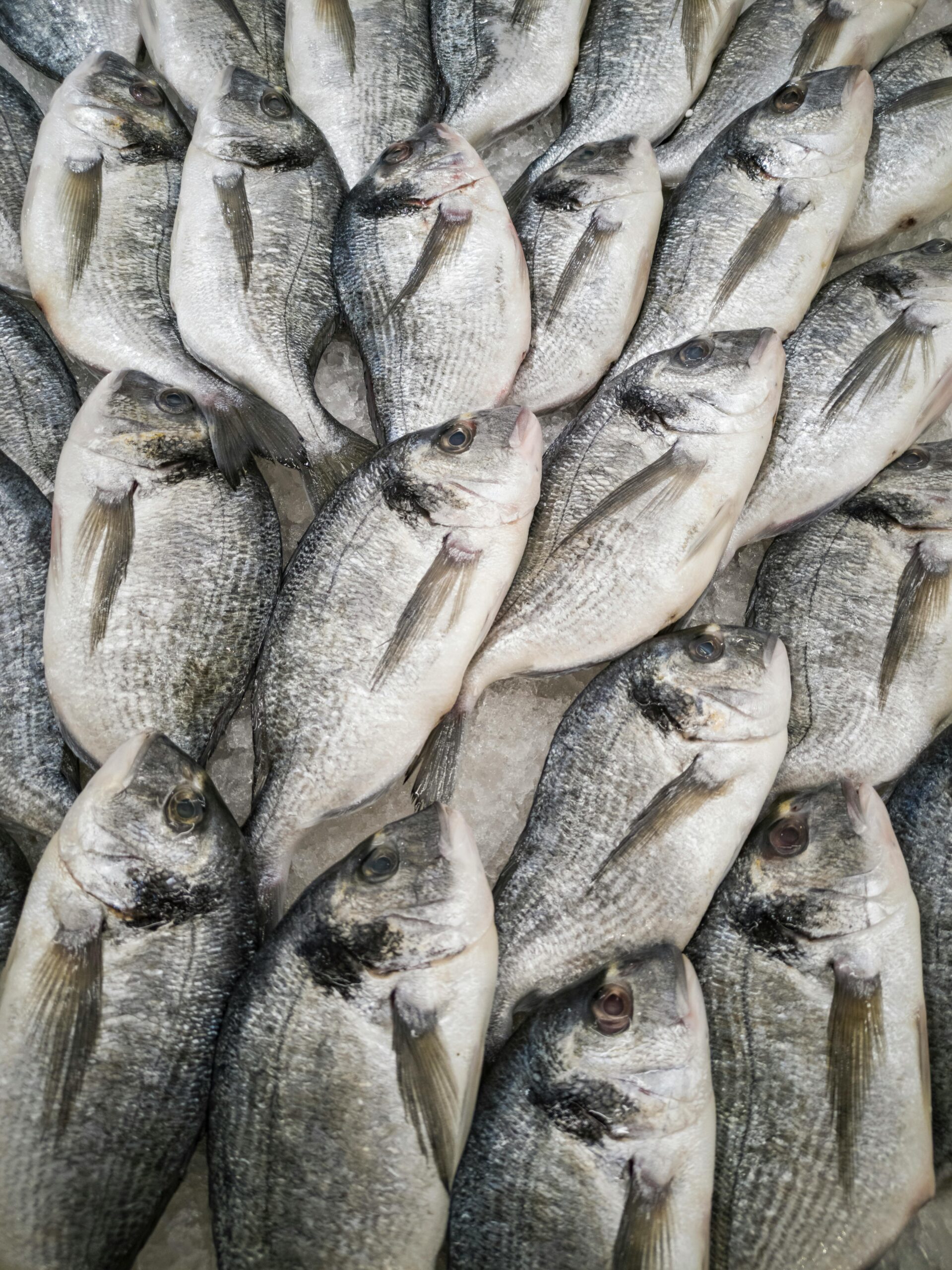 sea bream at fishmongers.